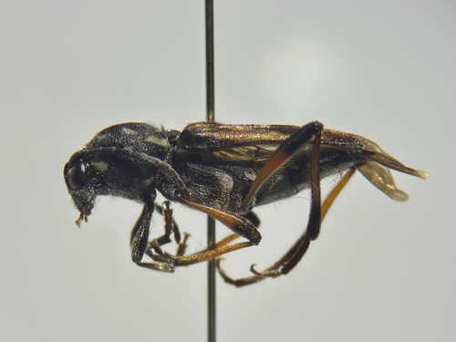 Xylotrechus grayii