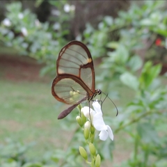 Episcada hymenaea hymenaea
