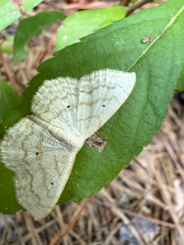 Large Lace-border Moth