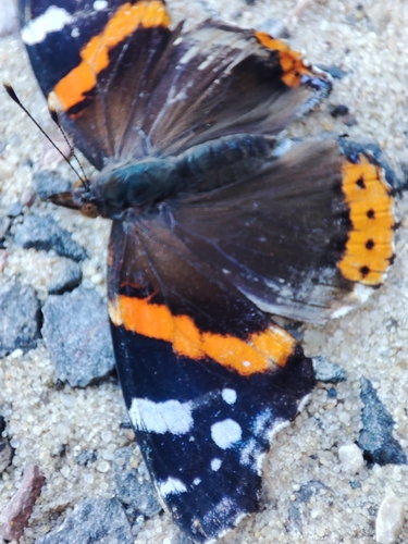 Red Admiral