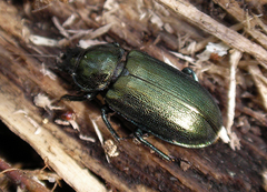 Platycerus