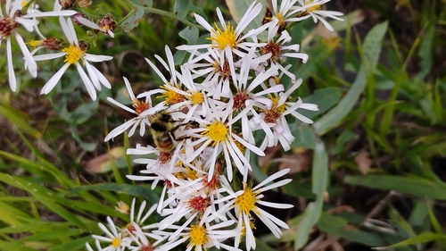 Eurybia glauca, photograph 3