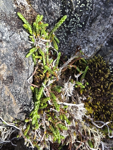 Cassiope lycopodioides observed 2026-08-26