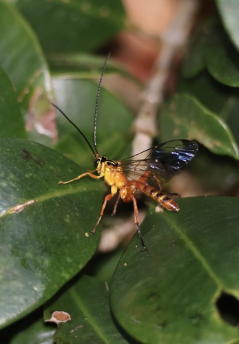 Echthromorpha agrestoria