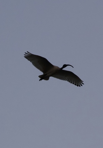 Australian Ibis