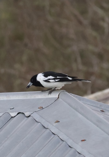 Pied Butcherbird