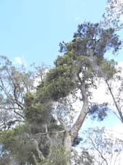 Melaleuca sieberi, photograph (c) Scott W. Gavins, some rights reserved (CC BY)