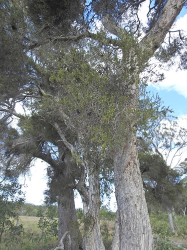 Melaleuca sieberi, photograph 2