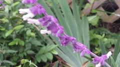 Salvia leucantha