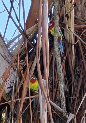Eastern Rosella