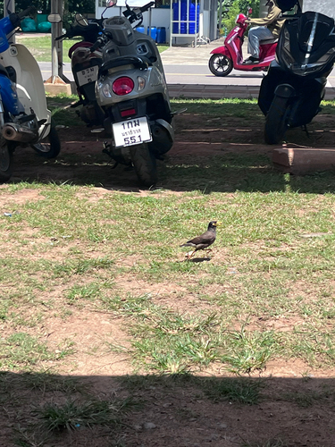 Common Myna