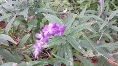 Salvia leucantha