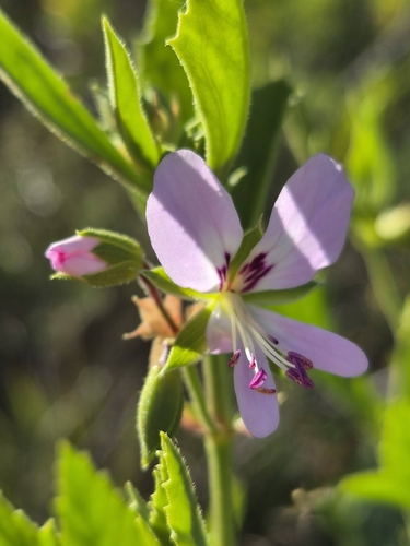 Pelargonium scabrum, photograph 4