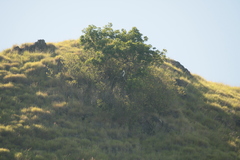 Haliaeetus leucogaster