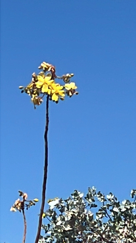 Yellow Kapok