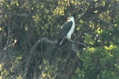 Haliaeetus leucogaster