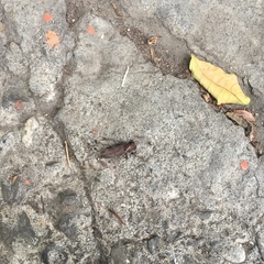 Stromatium longicorne