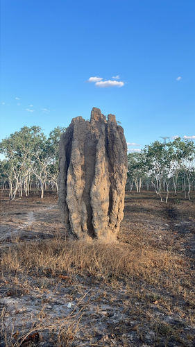 Spinifex Termite