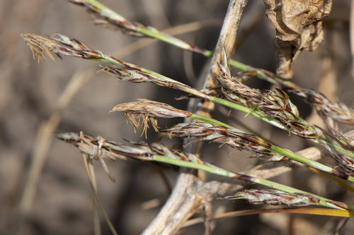 Carex lanceolata, 2026-04-18