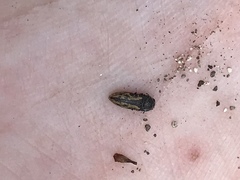 Acmaeodera neglecta neoneglecta