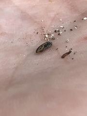 Acmaeodera neglecta neoneglecta