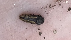 Acmaeodera neglecta neoneglecta