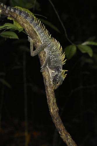 Lophosaurus dilophus observed 2026-07-03