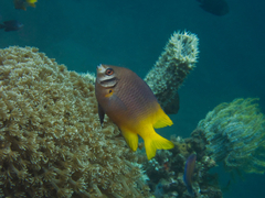 Neoglyphidodon nigroris