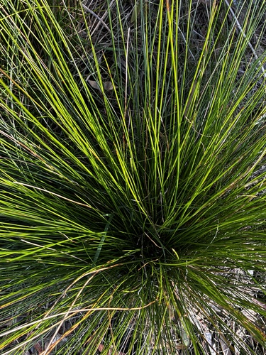 Juncus pauciflorus observed 2026-08-27