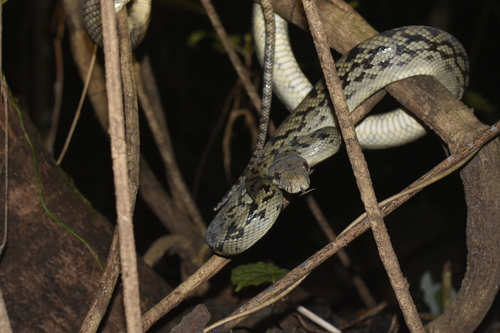 Simalia amethistina observed 2026-07-04