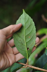 Viburnum arboricolum