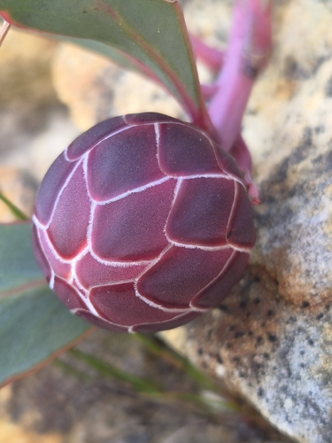 Protea acaulos, photograph 4
