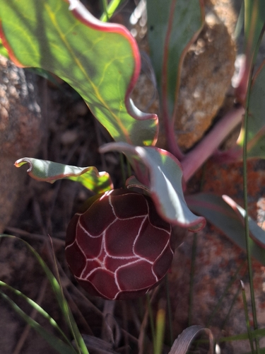 Protea acaulos, photograph 5