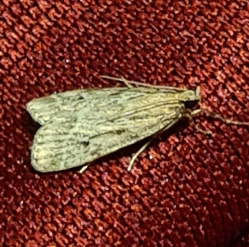 Marsh Grey