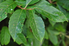 Viburnum arboricolum