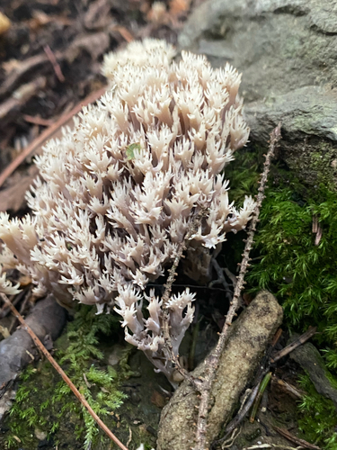 White Coral Fungus