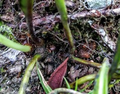 Pleopeltis marginata