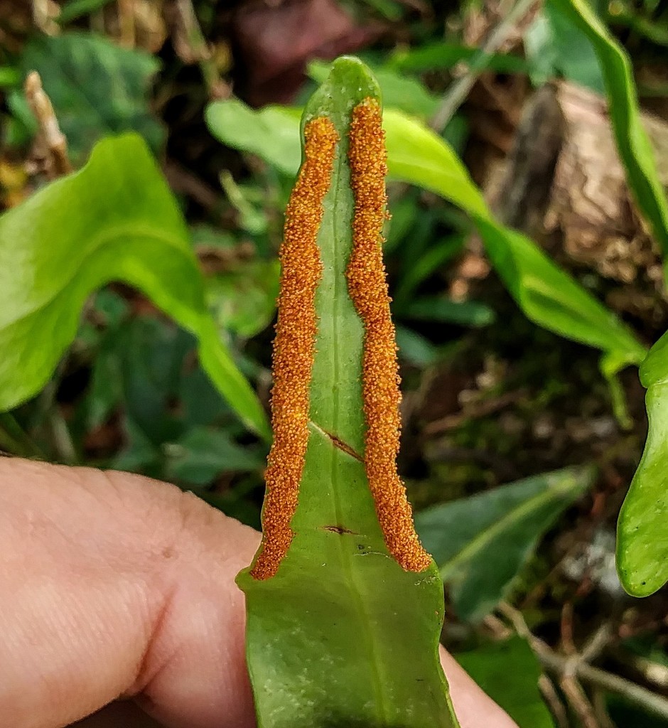 ribbon fern
