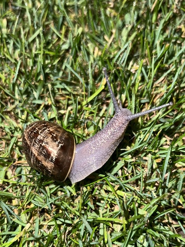 Garden Snail