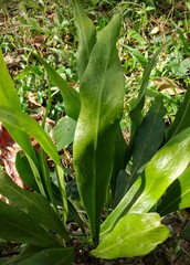 Pleopeltis marginata