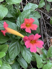 Amphilophium