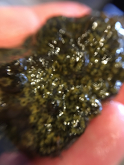 Botryllus schlosseri