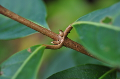 Viburnum arboricolum