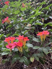 Amphilophium