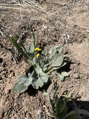 Viola purpurea aurea