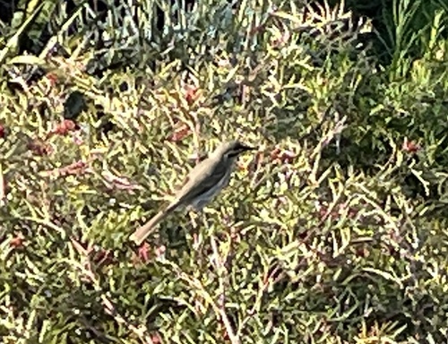 Yellow-faced Honeyeater