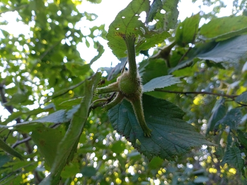 Corylus sieboldiana observed 2026-08-27