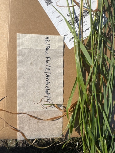 tall oat grass