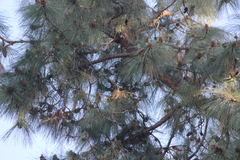 Setophaga occidentalis