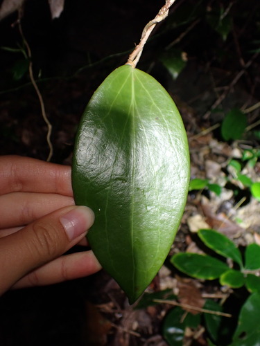 Hoya nicholsoniae observed 2026-08-21